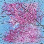 Redbud in Bloom